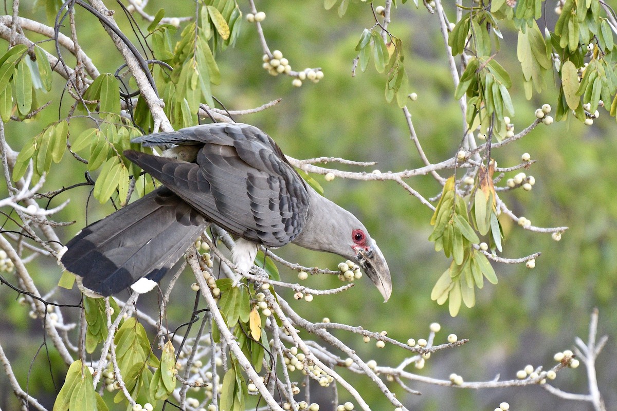 Channel-billed Cuckoo - ML228234291