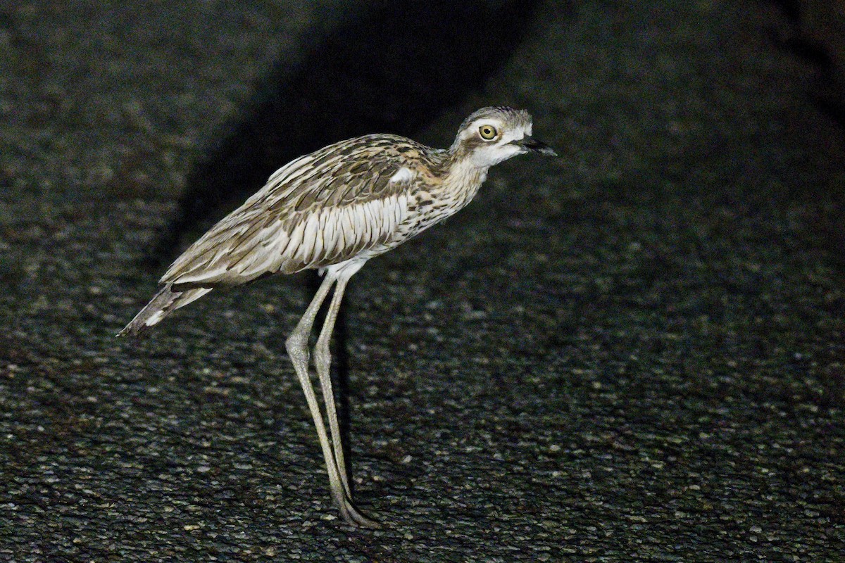 Bush Thick-knee - ML228234531