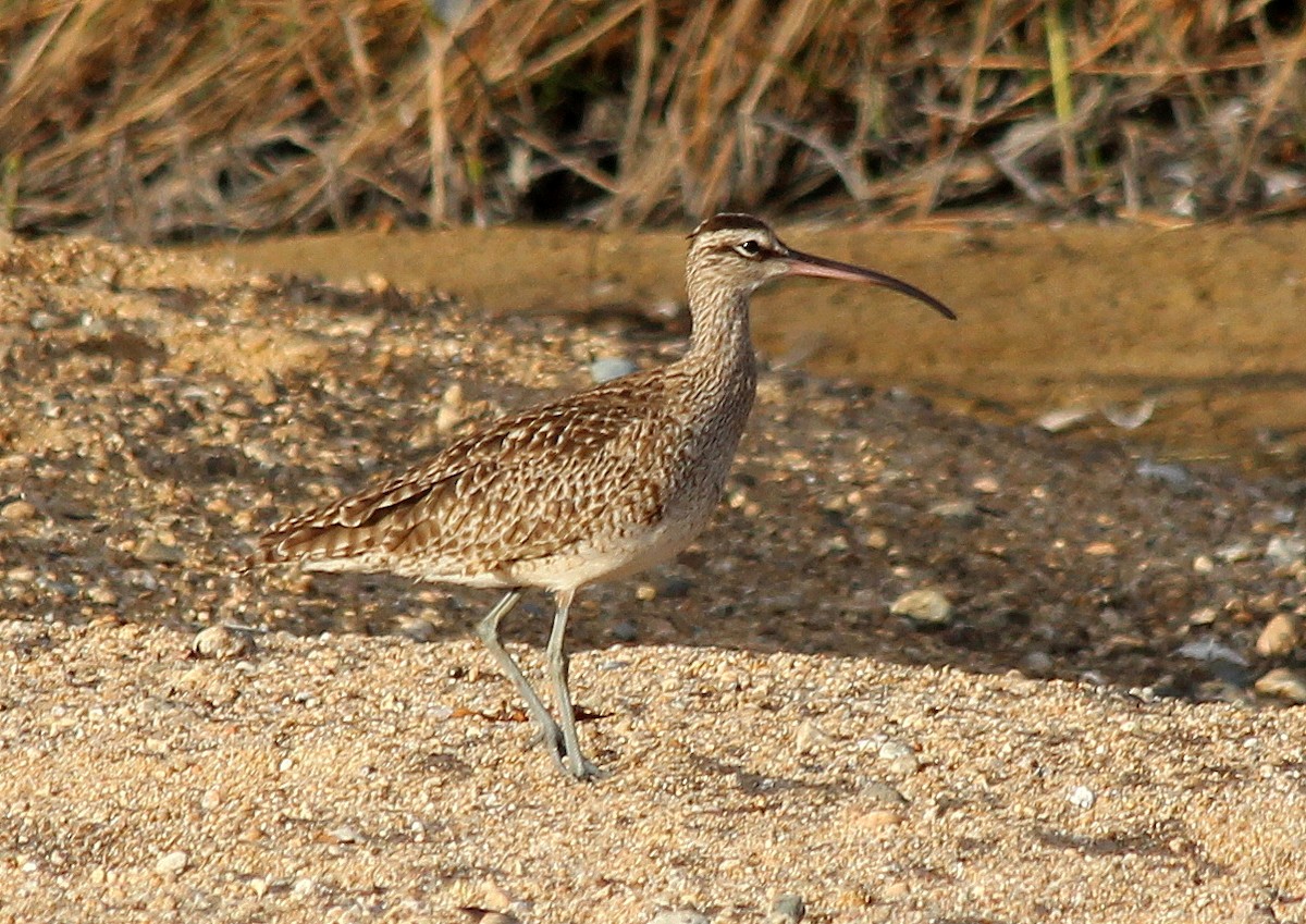 Whimbrel - ML228234991