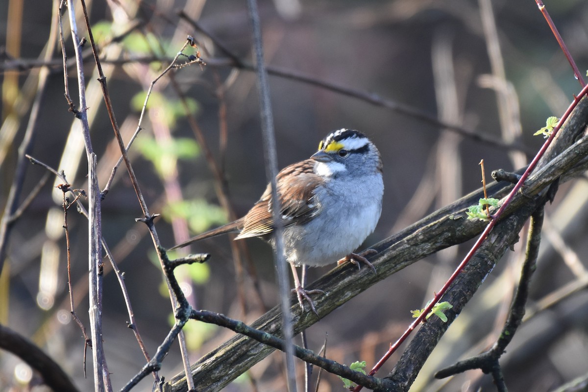 White-throated Sparrow - Tom M