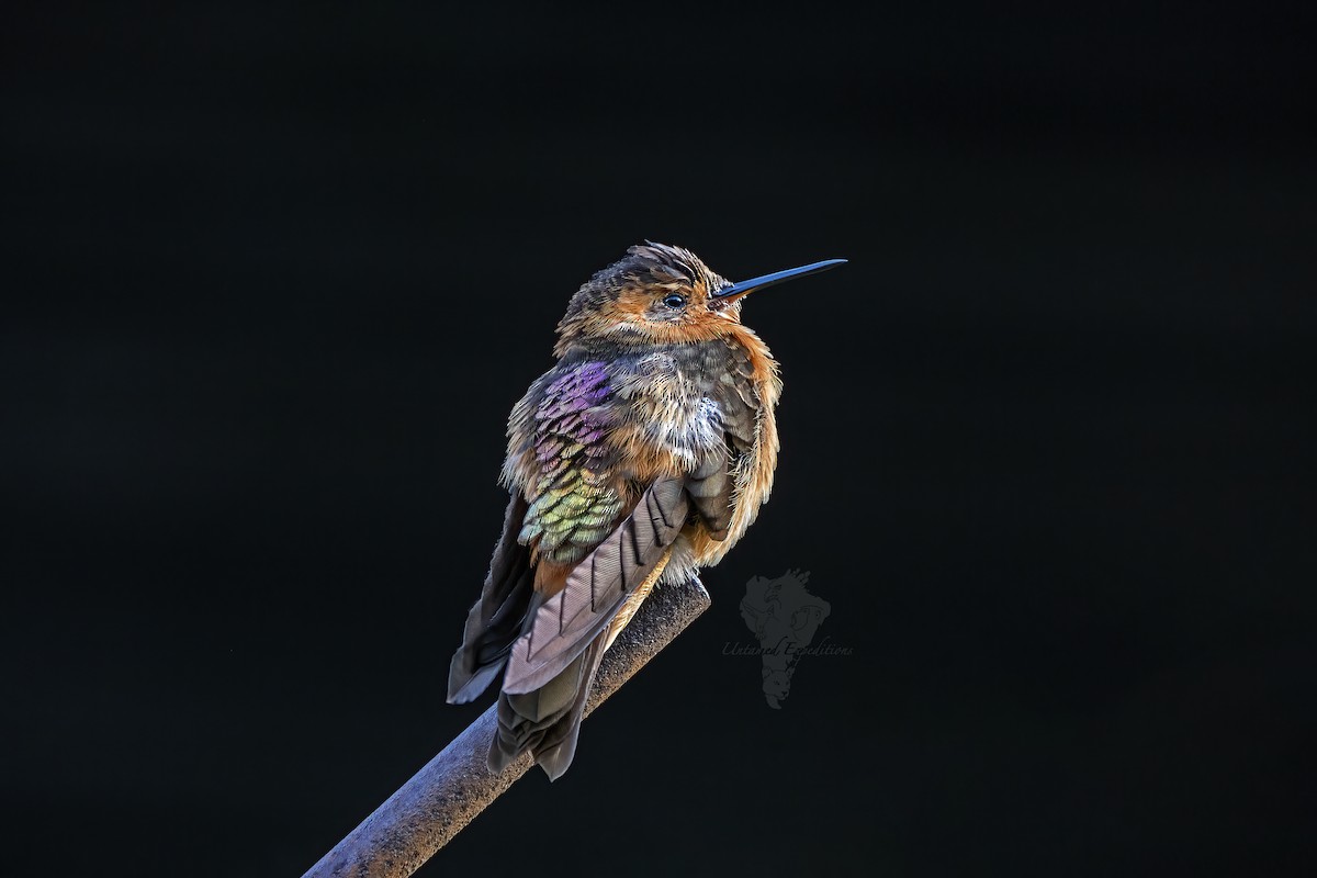 Colibrí Cobrizo - ML228235221