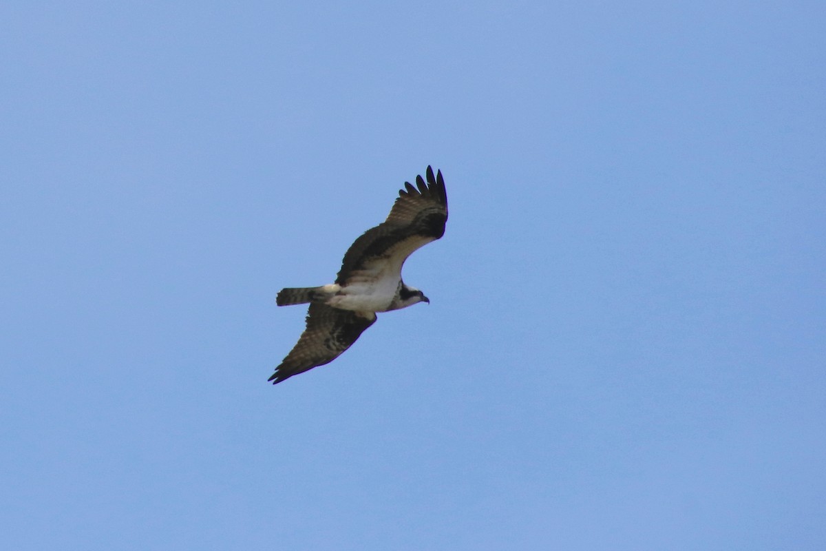 Águila Pescadora - ML228235441