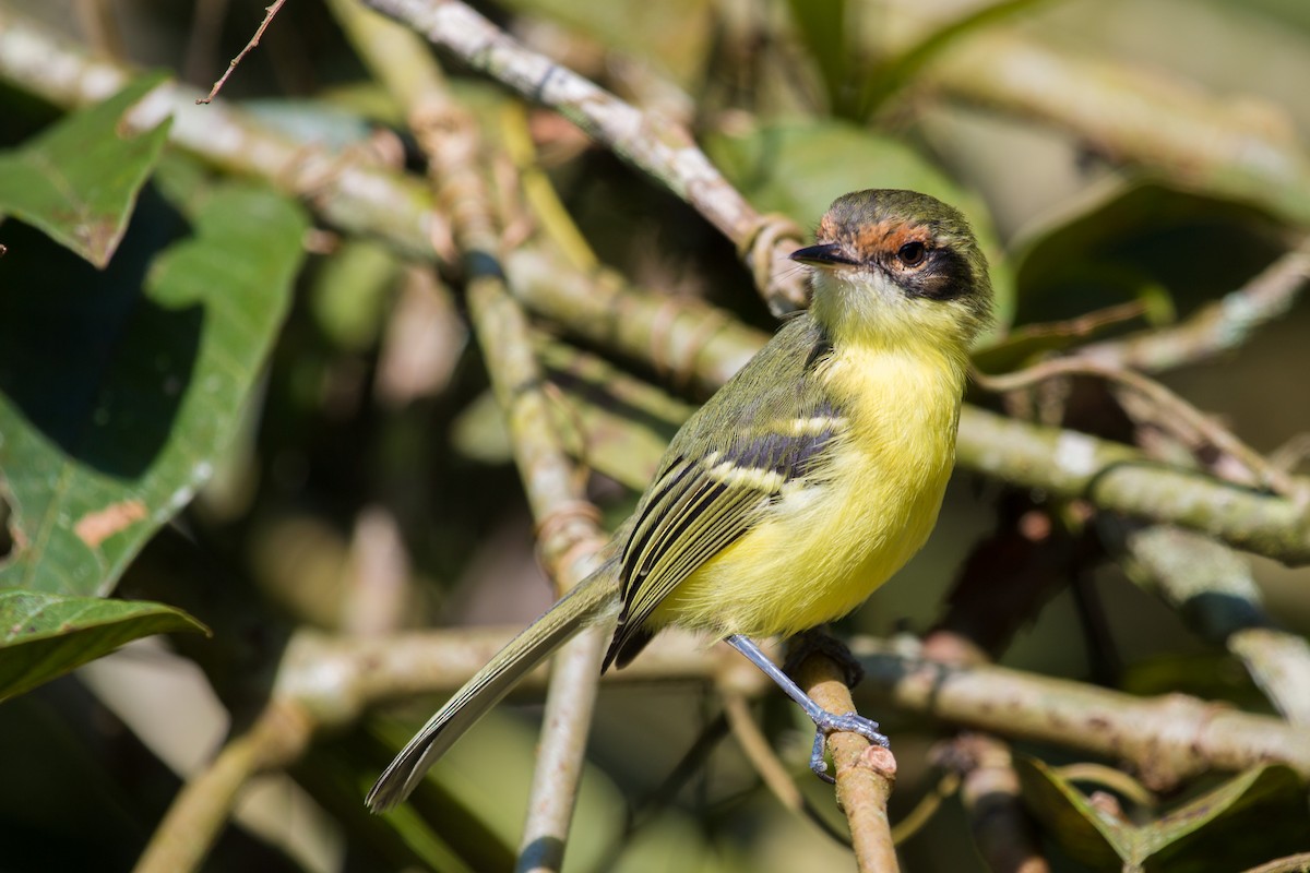 Rufous-lored Tyrannulet - Jhonathan Miranda - Wandering Venezuela Birding Expeditions