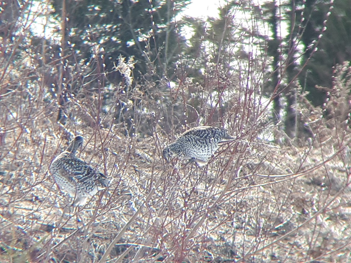 Sharp-tailed Grouse - ML228235921