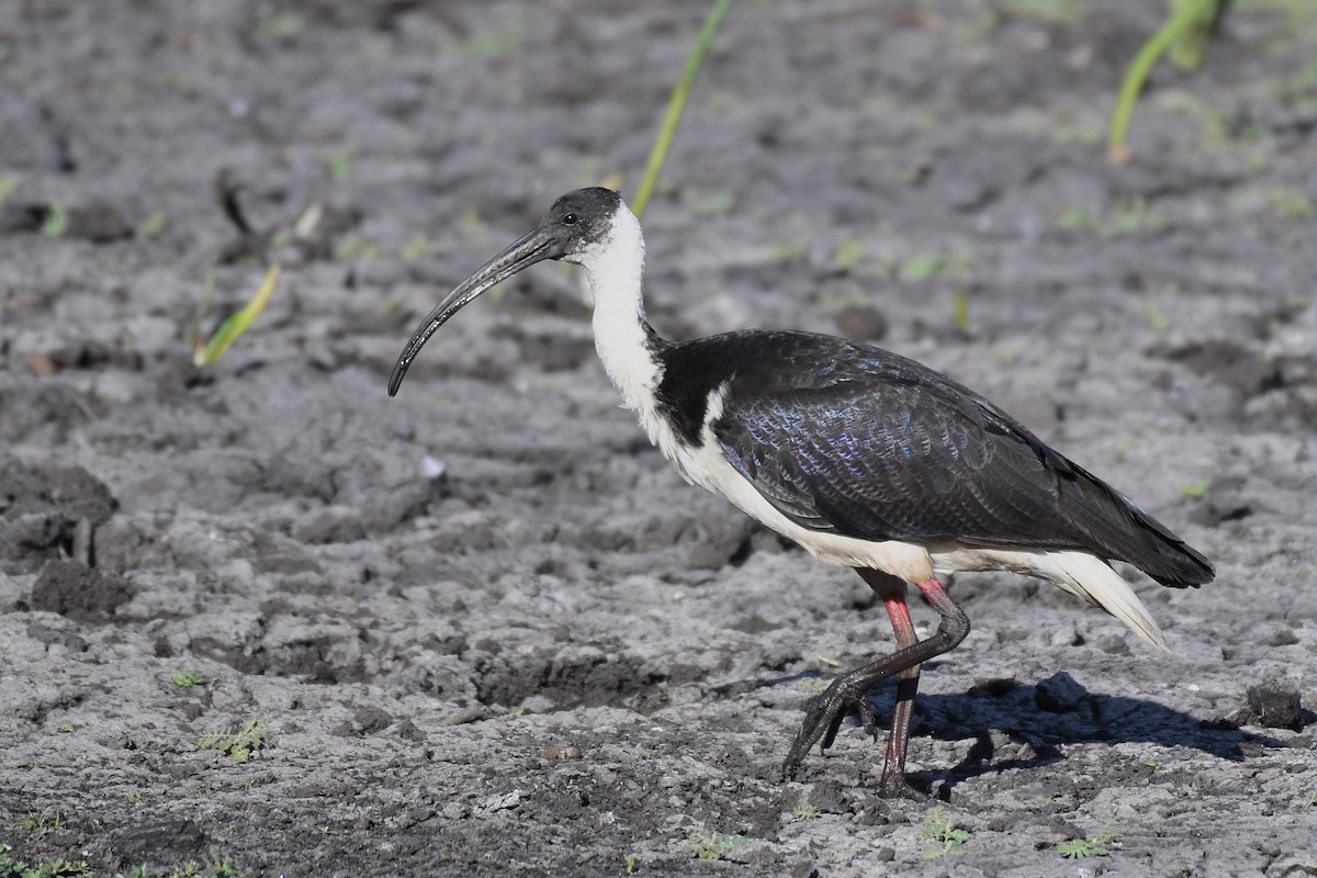 Straw-necked Ibis - Jacques Erard