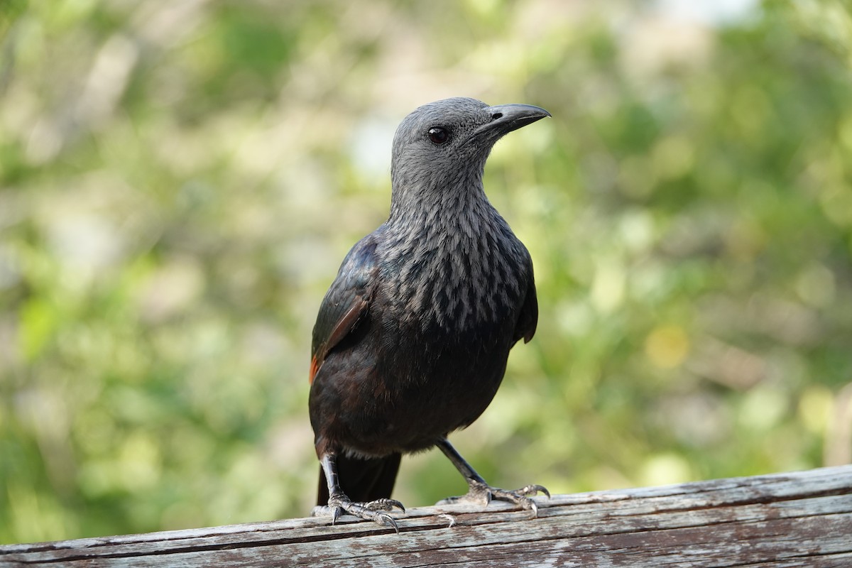 Red-winged Starling - Daniel Winzeler