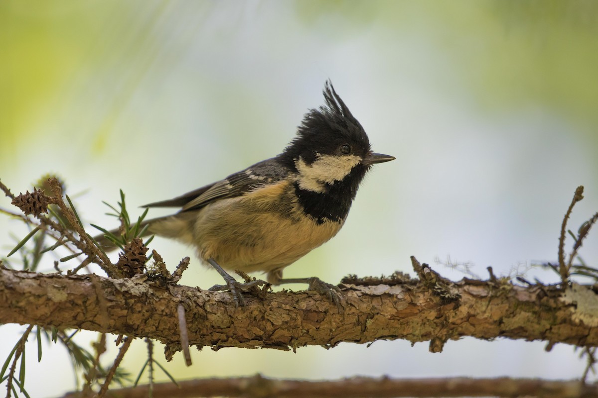 Coal Tit (Himalayan) - Tom Bedford