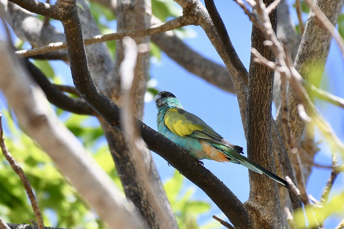 Hooded Parrot - ML228239431