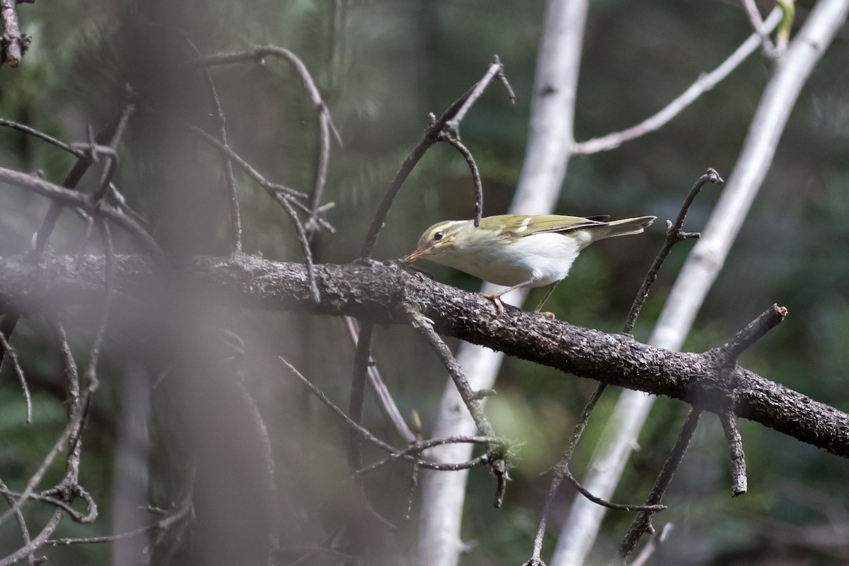 Kloss's Leaf Warbler - Tom Bedford