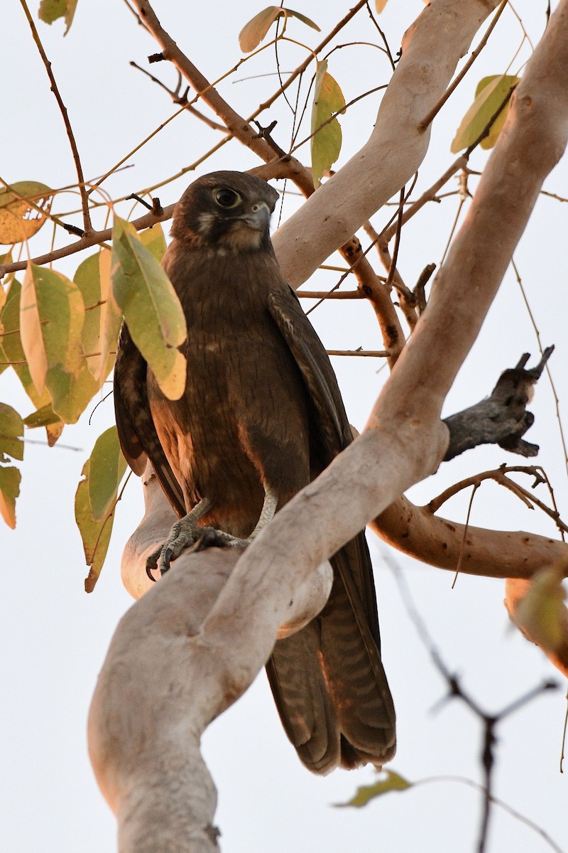 Brown Falcon - ML228240191