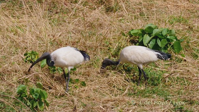 ibis posvátný - ML228240391