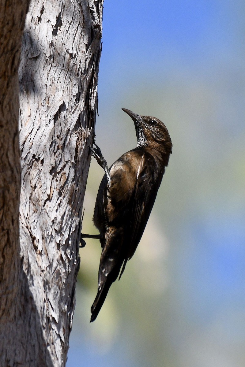 Black-tailed Treecreeper - Jacques Erard