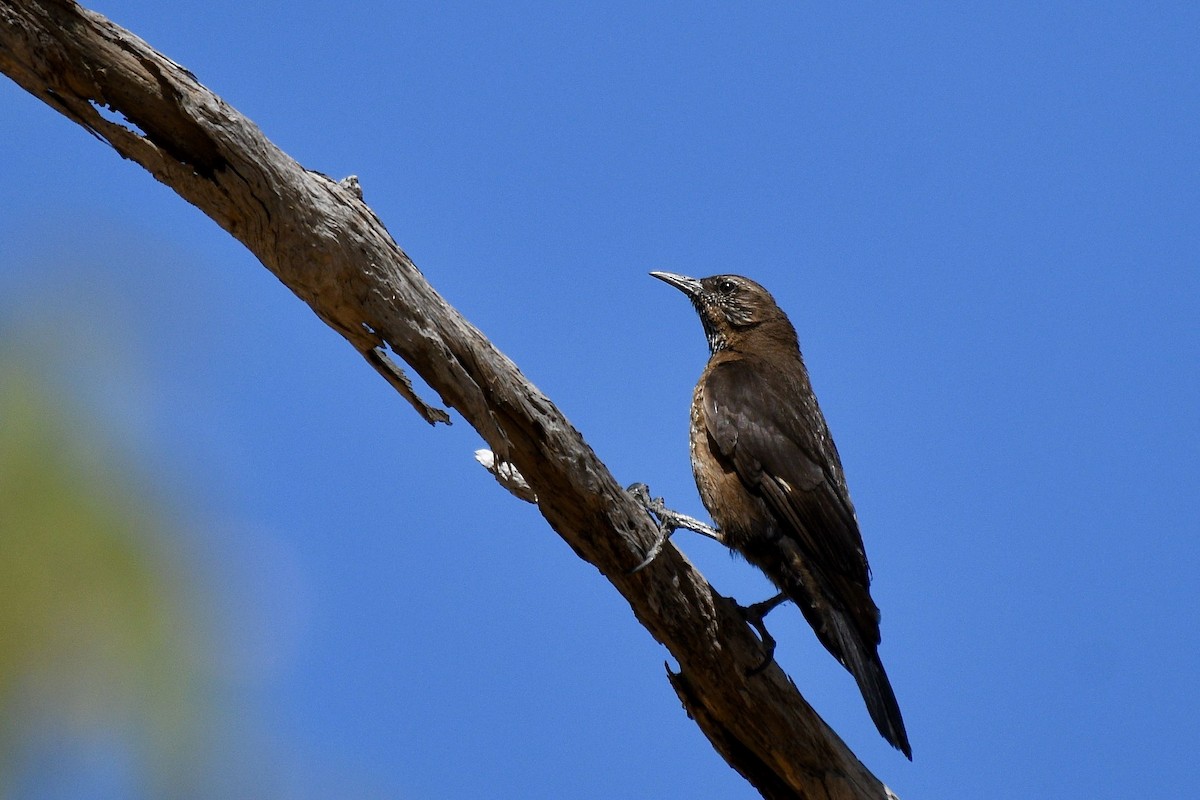 Black-tailed Treecreeper - ML228240501