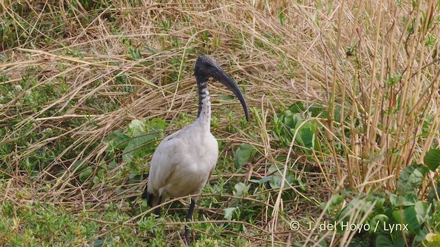 African Sacred Ibis - ML228240531