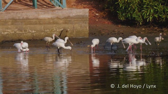 African Spoonbill - ML228240541