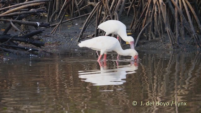 afrikaskjestork - ML228240571