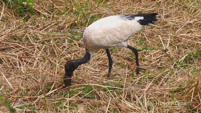 ibis posvátný - ML228240581