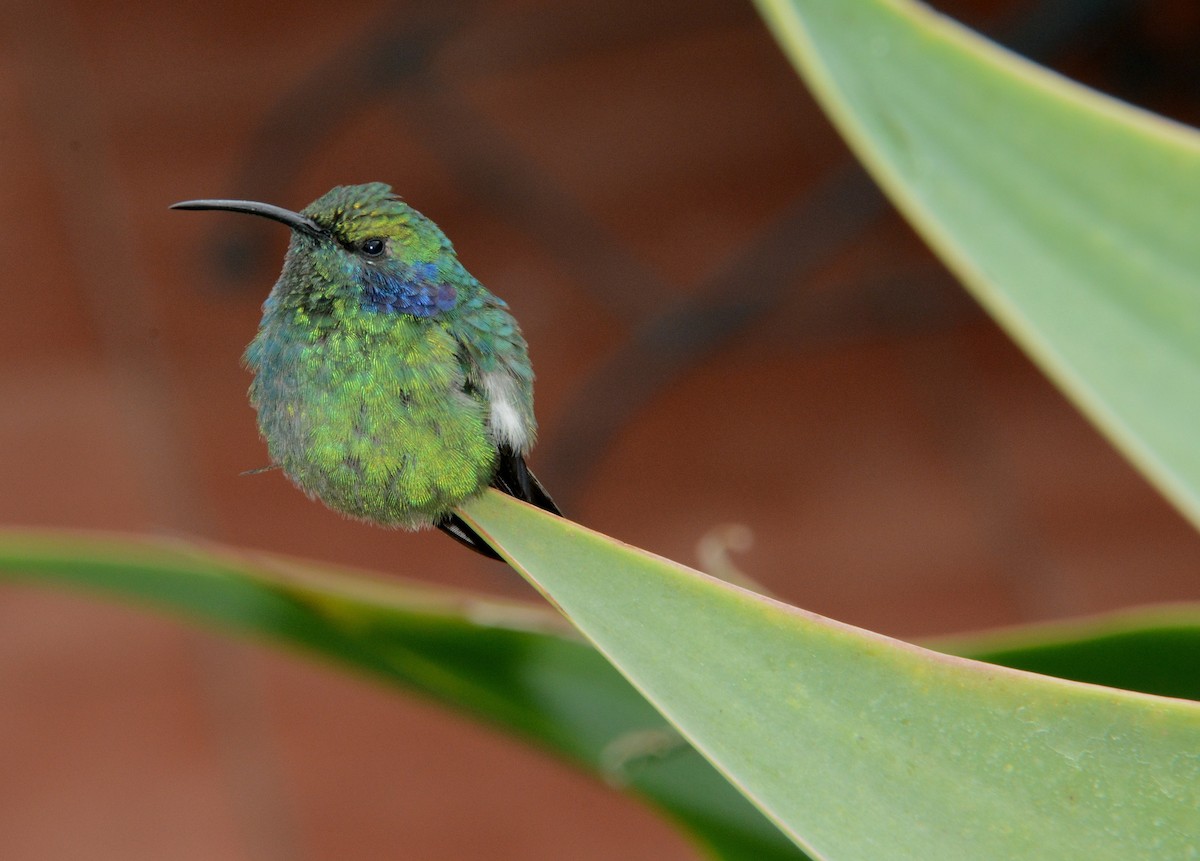 kolibřík modrouchý - ML22824081