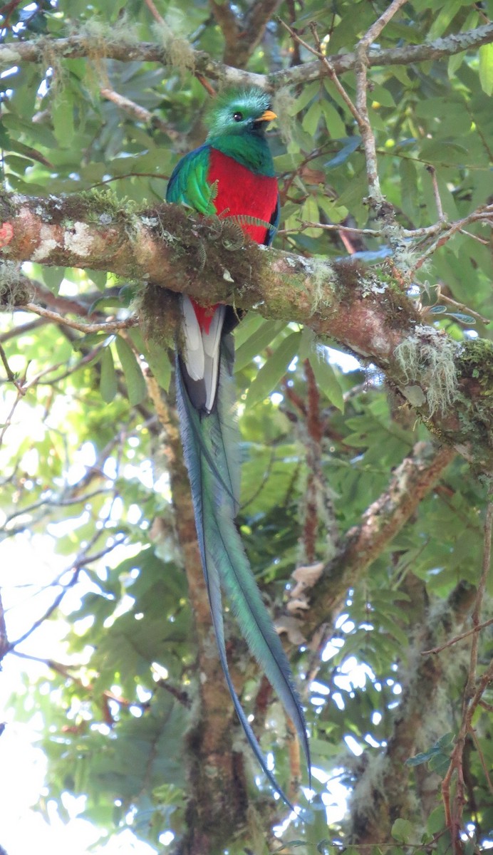 Quetzal Guatemalteco - ML22824101
