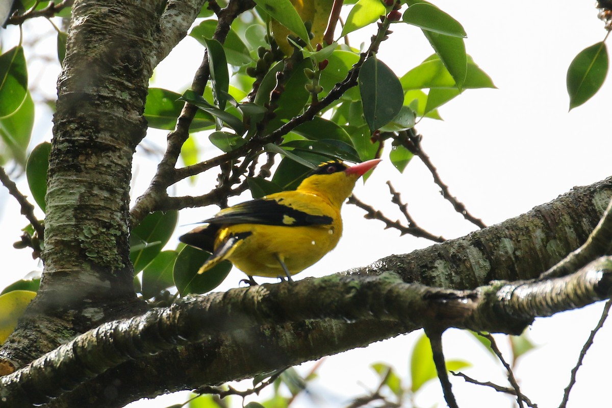 Black-naped Oriole - ML228242001