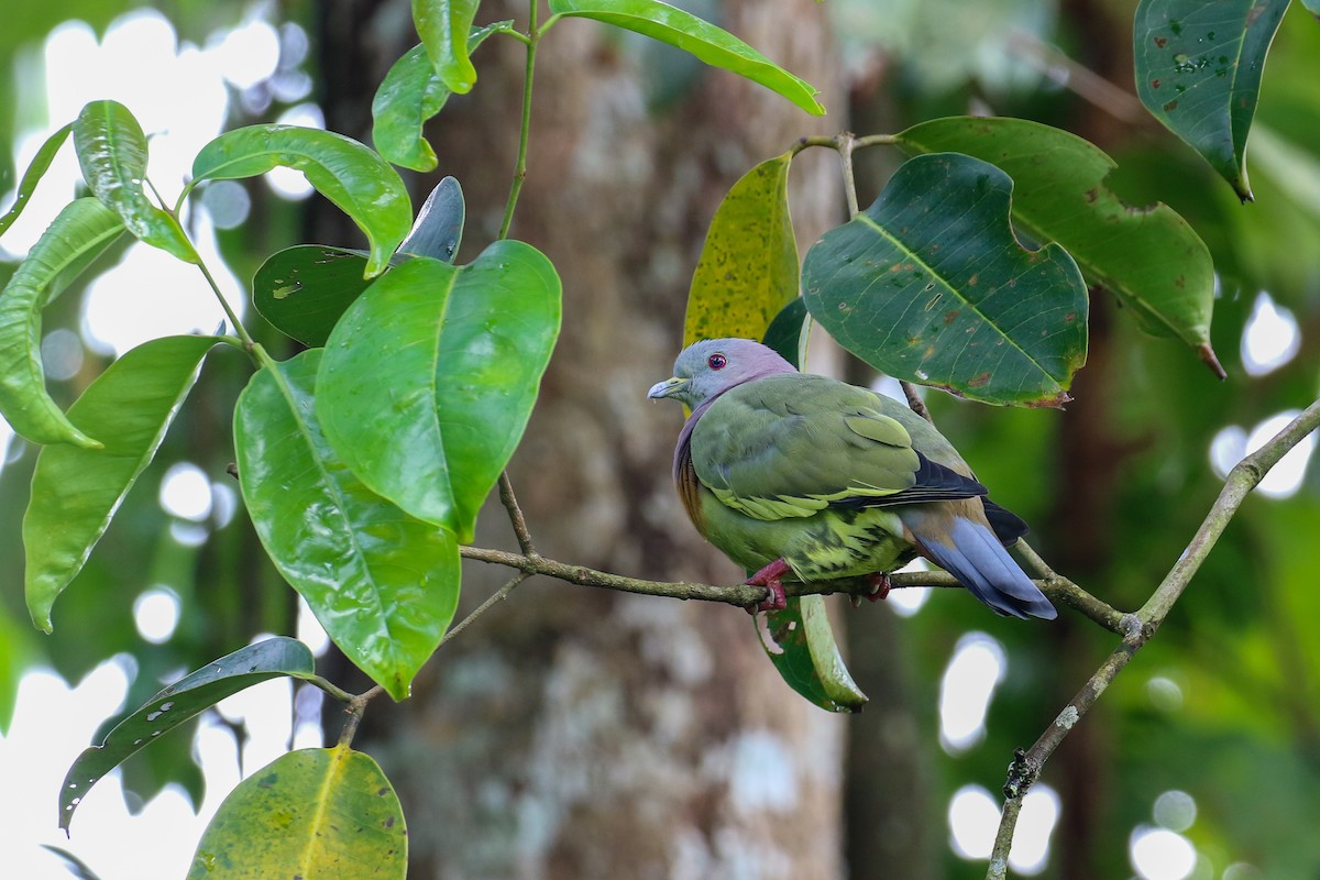 Pink-necked Green-Pigeon - ML228242071