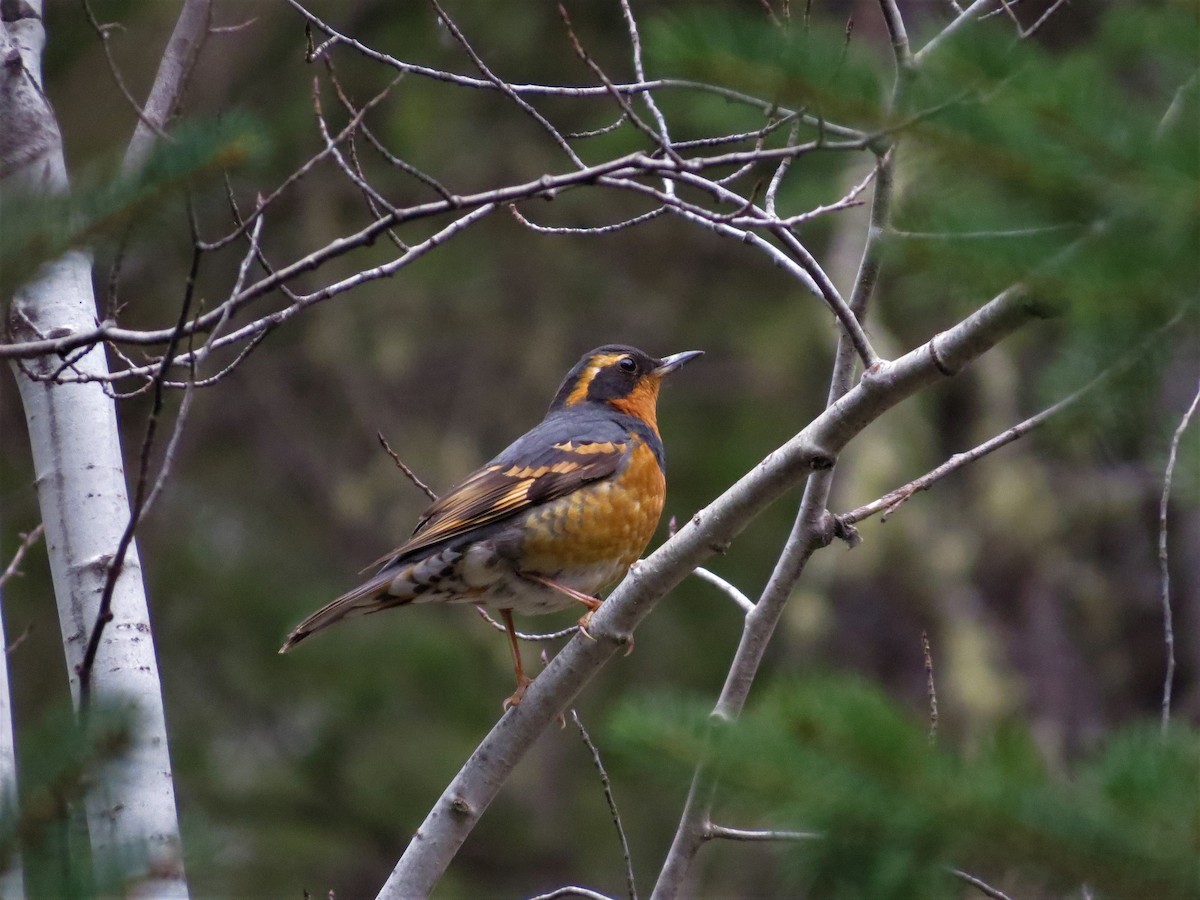 Varied Thrush - Brenda  Stoddart