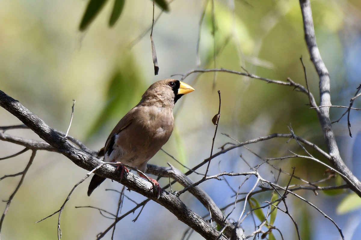 Masked Finch - ML228244241