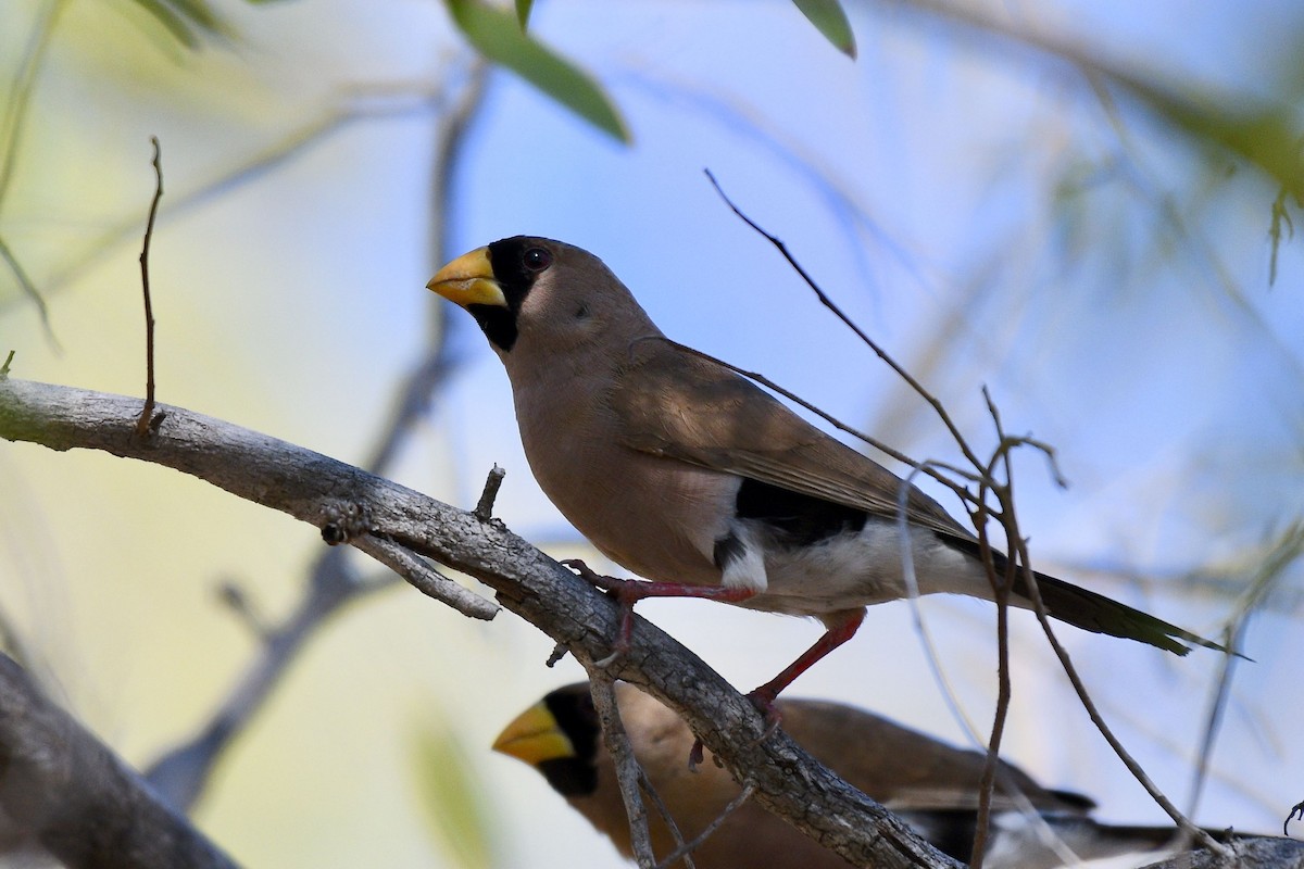Masked Finch - ML228244261