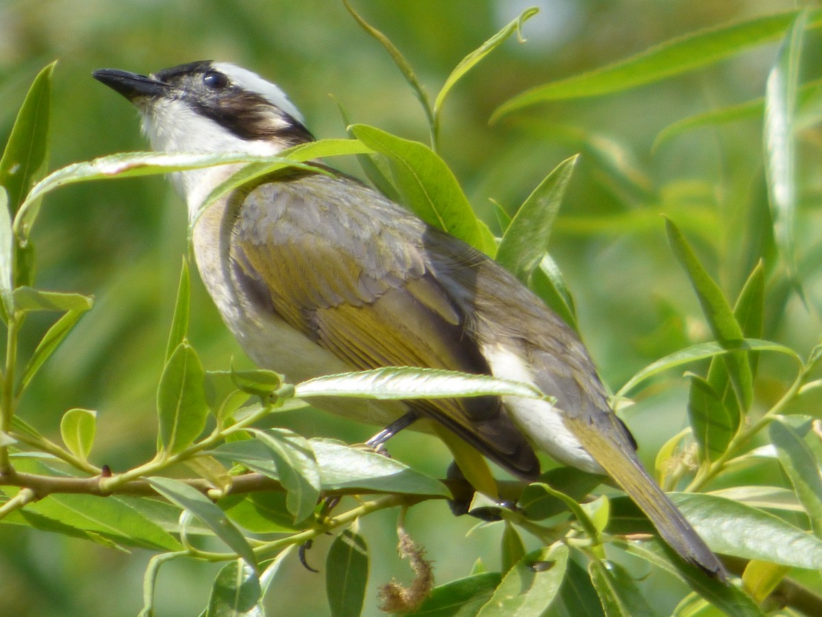 Light-vented Bulbul - ML228244601