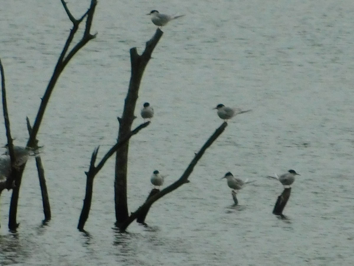 Forster's Tern - ML228245191