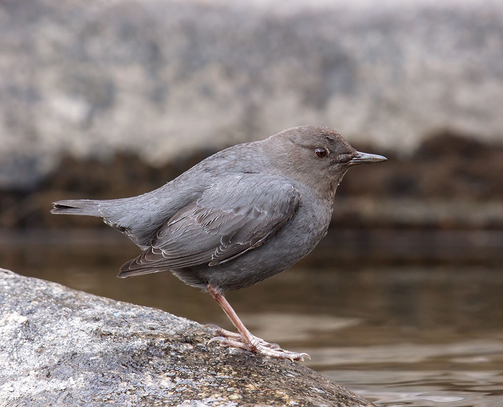 American Dipper - Gary Woods