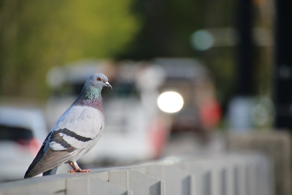 Rock Pigeon (Feral Pigeon) - ML228246291