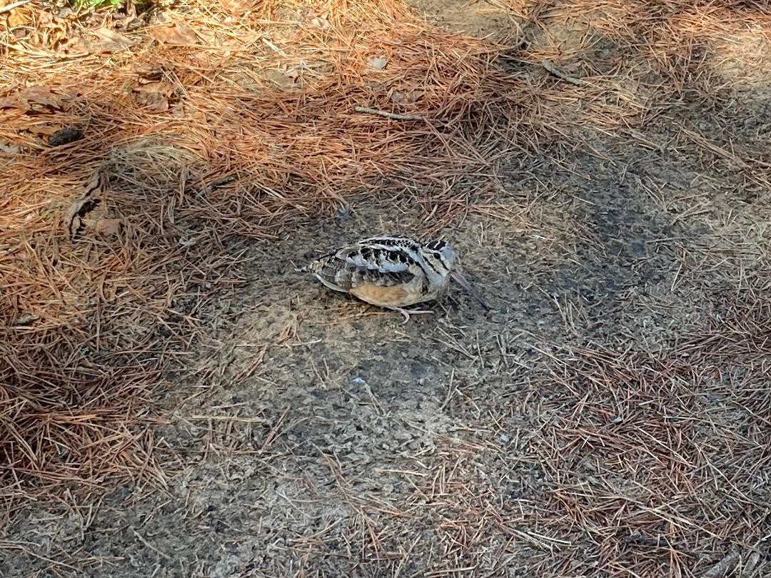 American Woodcock - ML228246881