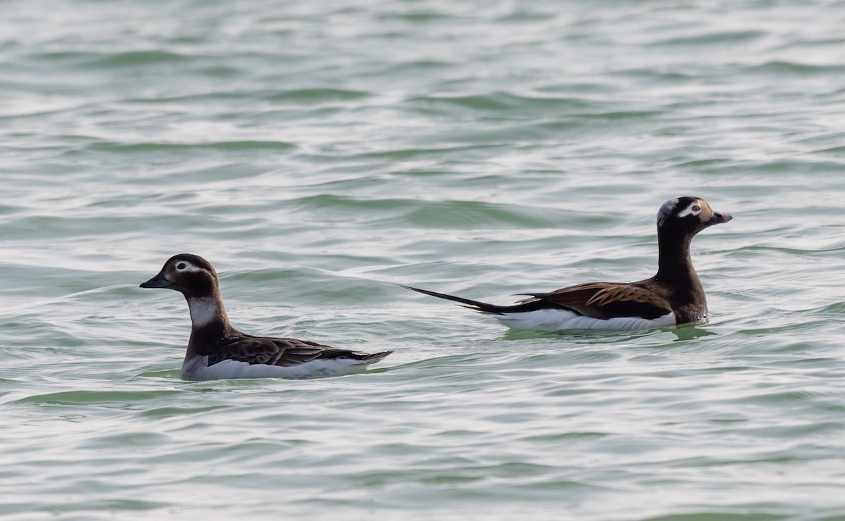 Long-tailed Duck - ML228247411