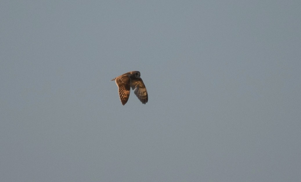 Short-eared Owl - ML228247581