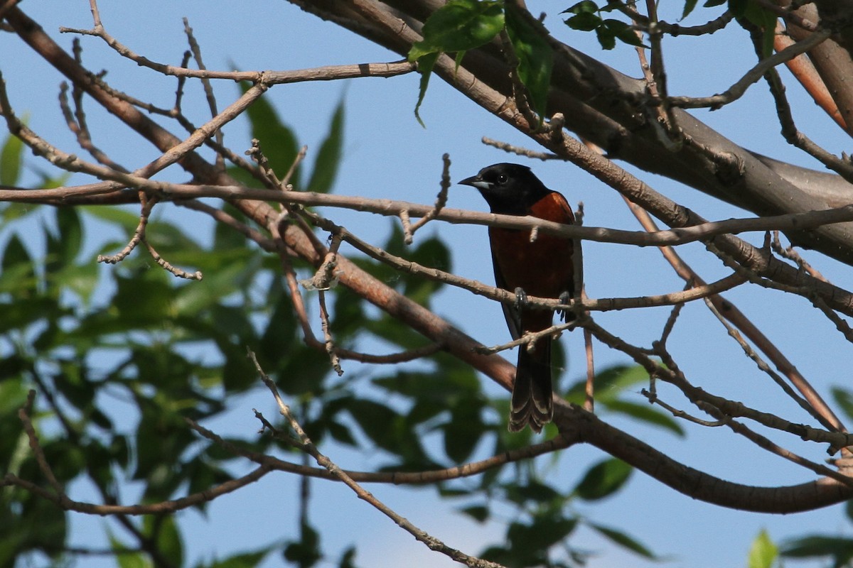 Orchard Oriole - Gord Schirlie