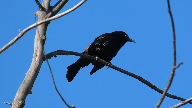 Common Grackle - ML228248601