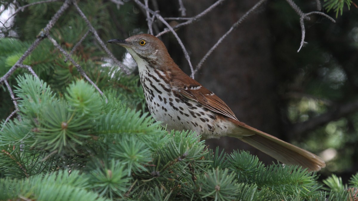 Brown Thrasher - ML228248611