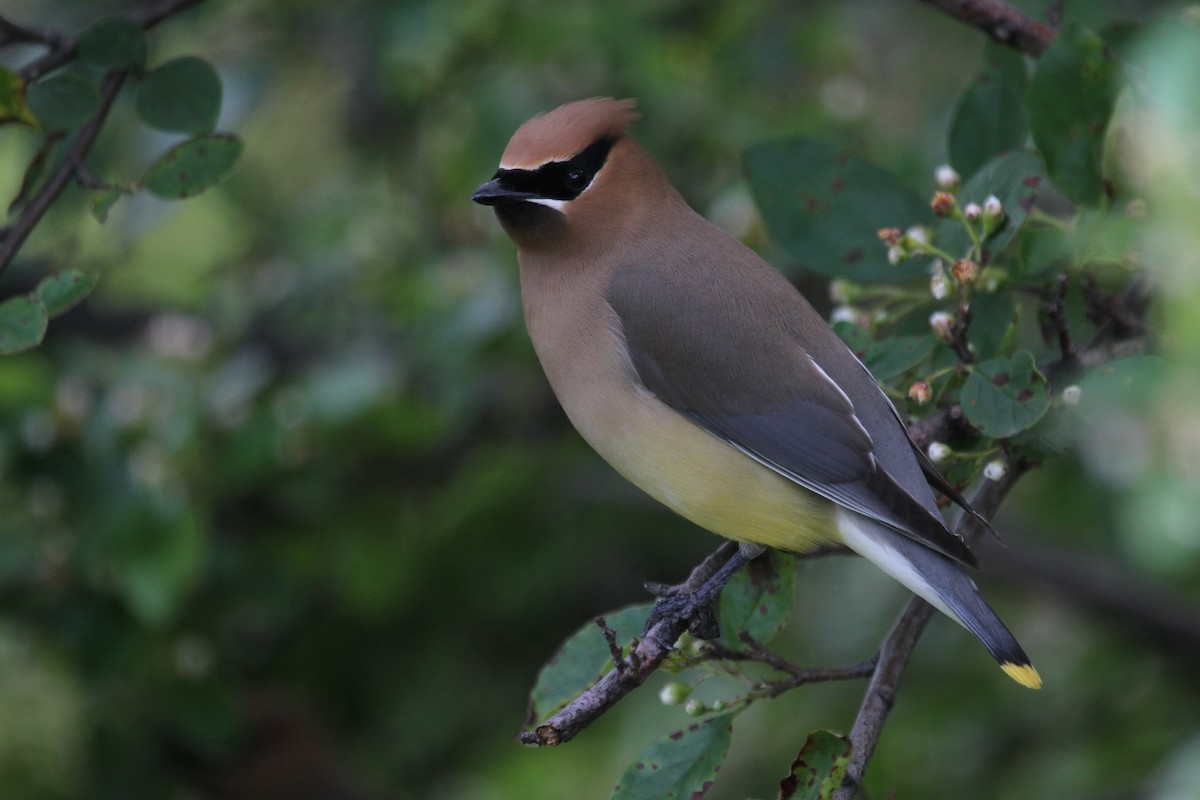 Cedar Waxwing - Gord Schirlie