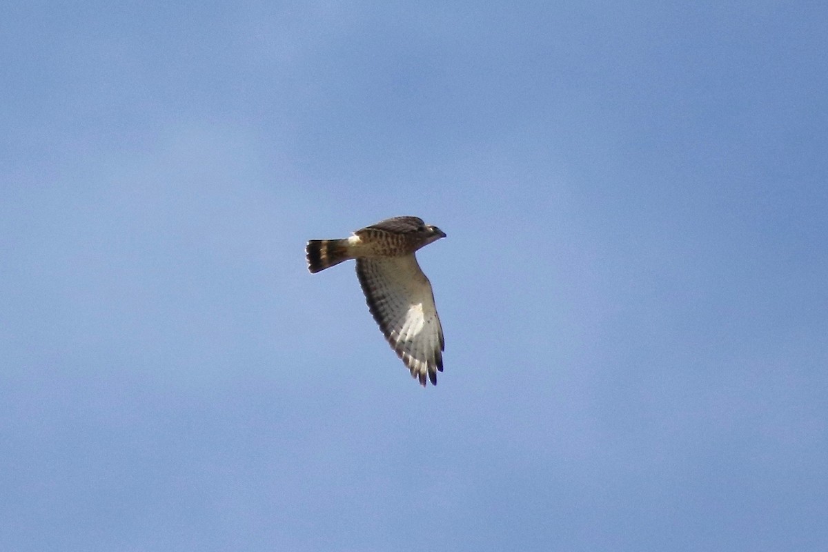 Broad-winged Hawk - ML228251621