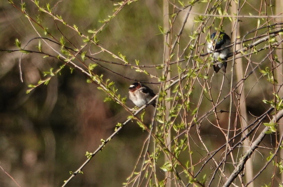 Cliff Swallow - ML228254041
