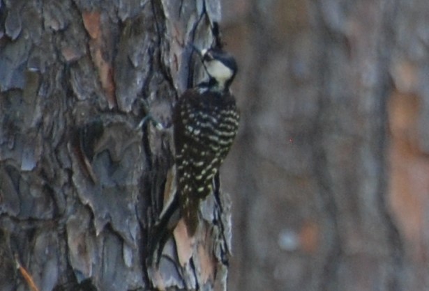 Red-cockaded Woodpecker - ML228256601