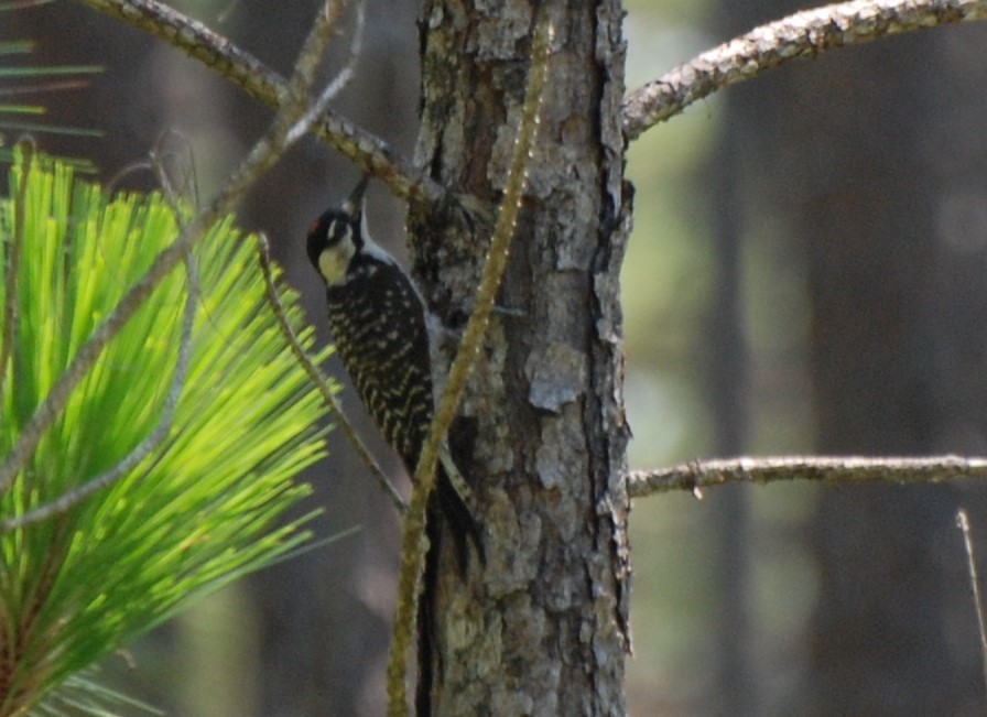 Red-cockaded Woodpecker - ML228256611