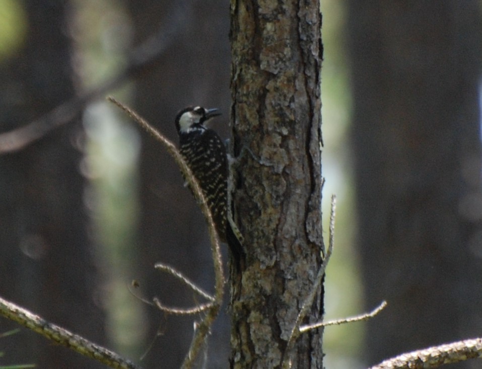 Red-cockaded Woodpecker - ML228256621