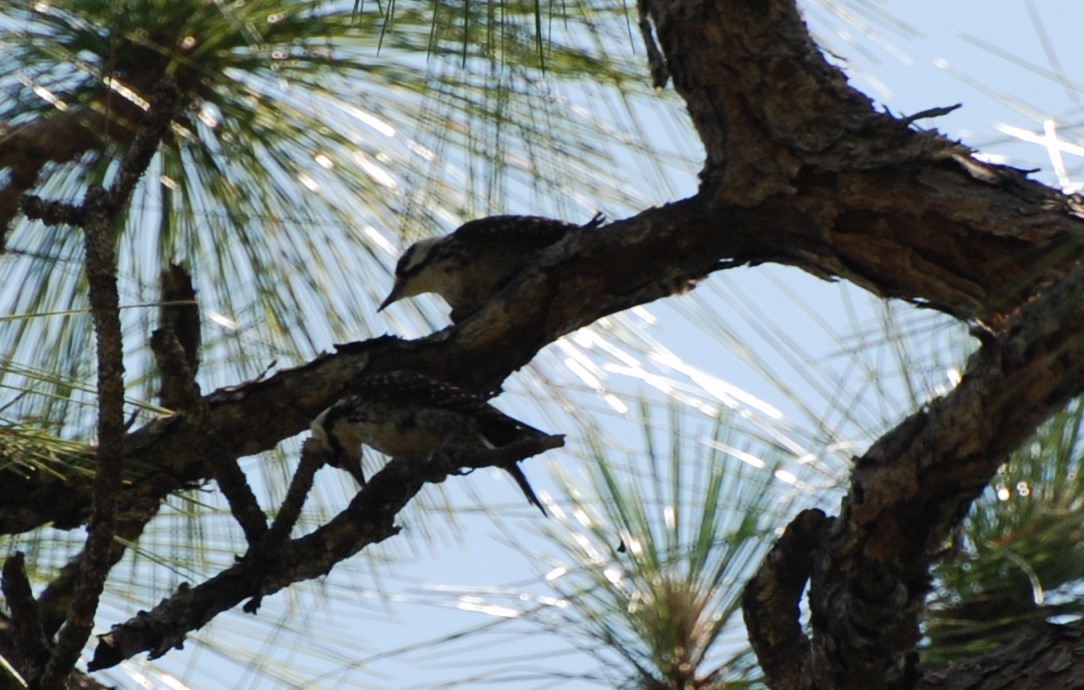 Red-cockaded Woodpecker - ML228256631