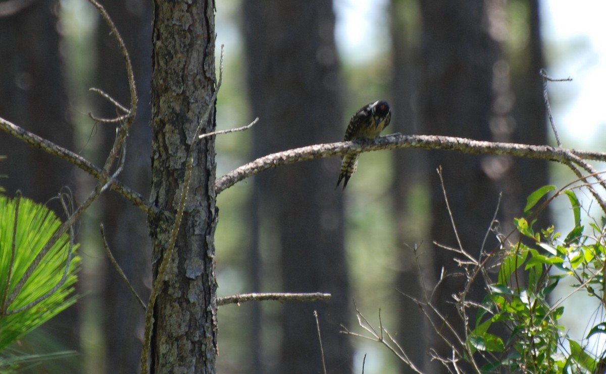 Red-cockaded Woodpecker - ML228256641