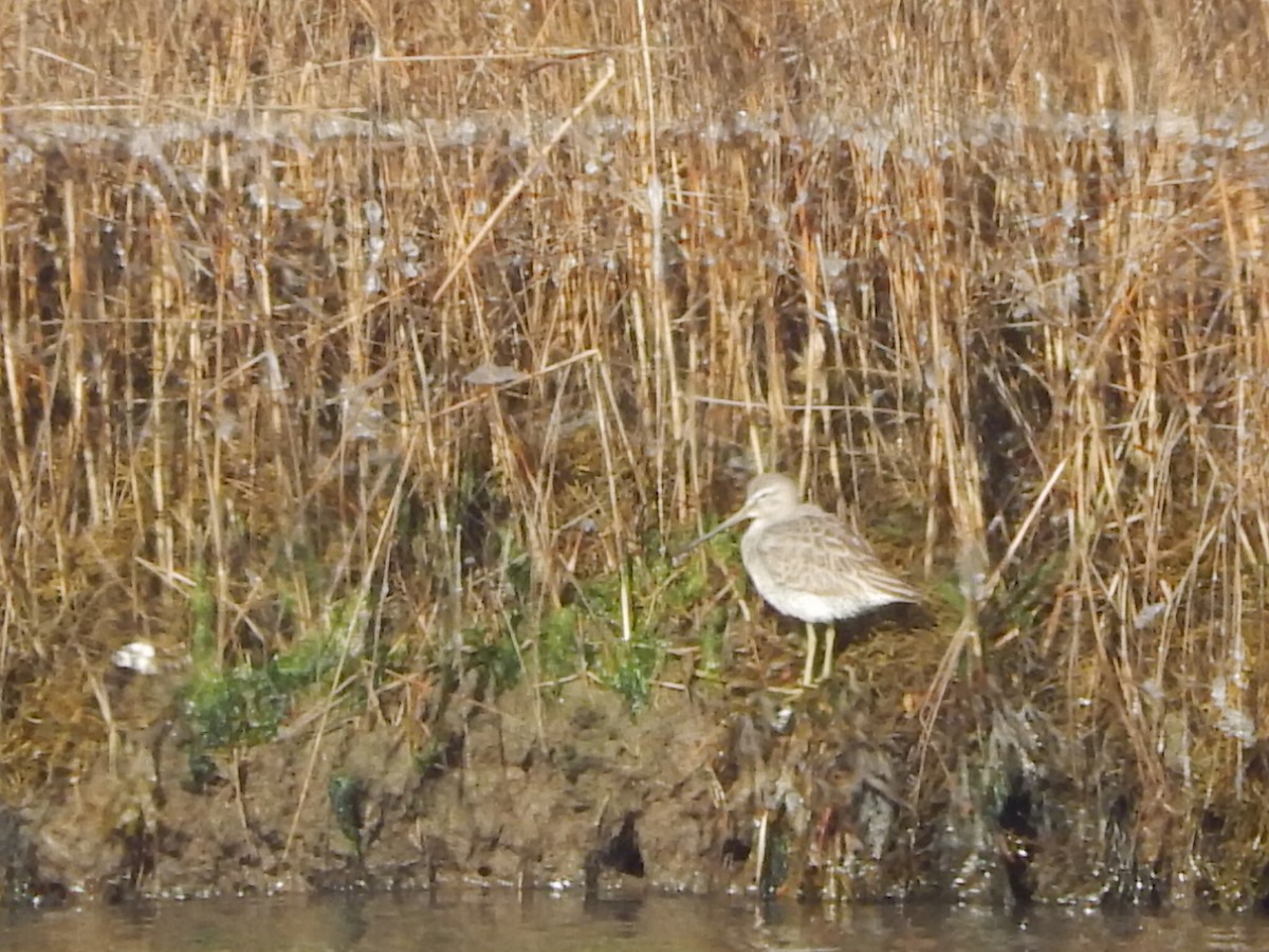 langnebbekkasinsnipe - ML22825811