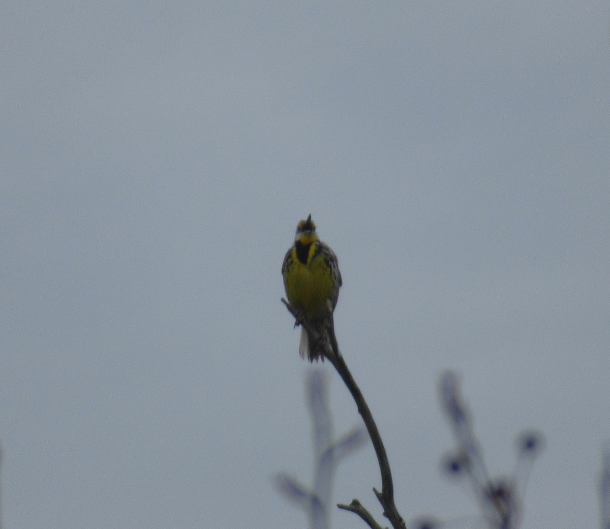 Eastern Meadowlark - ML228258501