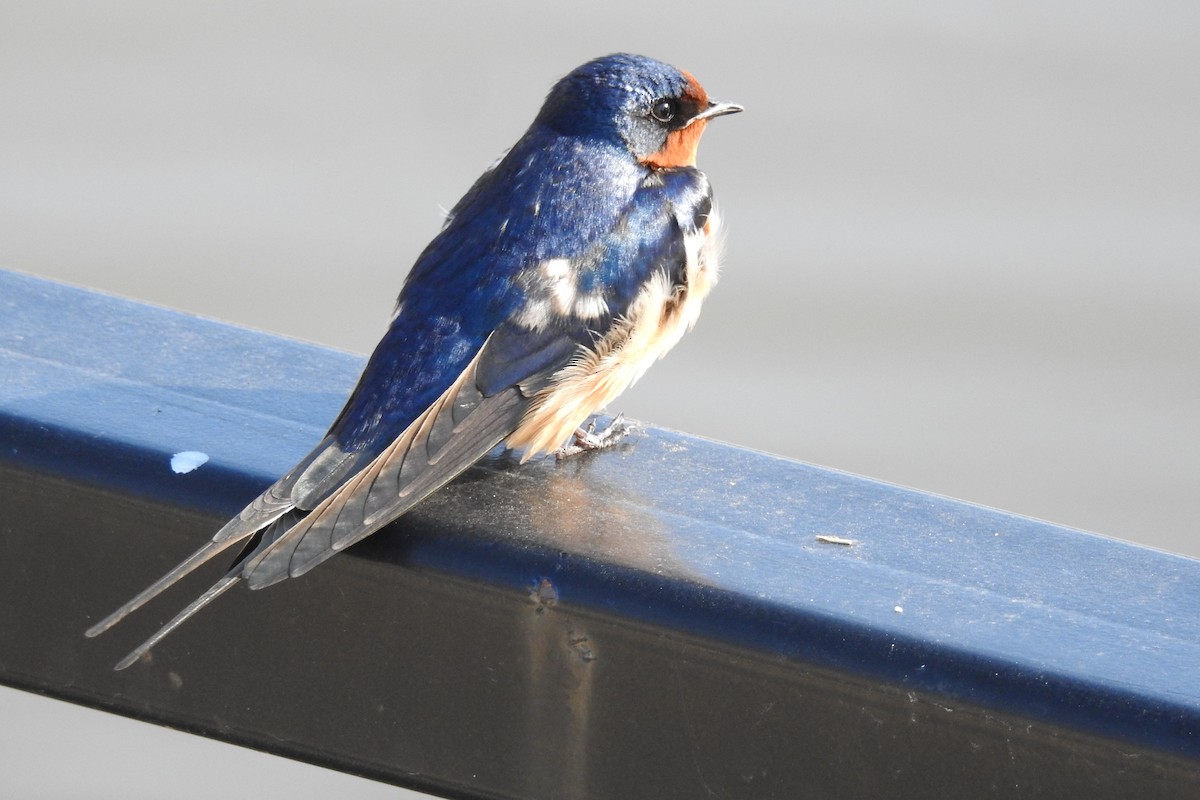 Barn Swallow - ML228259931