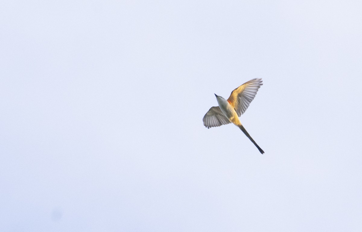 Scissor-tailed Flycatcher - Marky Mutchler